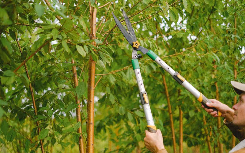 Tree trimming in Telford, TN